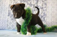 Bull Terrier Puppies , (267) 820-9095 or amandamoore339@gmail.com Image eClassifieds4u 3