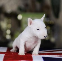 Bull Terrier Puppies , (267) 820-9095 or amandamoore339@gmail.com Image eClassifieds4u 1