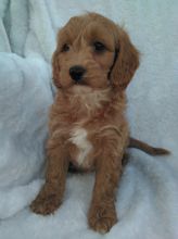 Cavapoo puppies Ready text (267) 820-9095 or amandamoore339@gmail.com Image eClassifieds4u 1