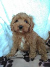 Cavapoo puppies Ready text (267) 820-9095 or amandamoore339@gmail.com Image eClassifieds4u 2