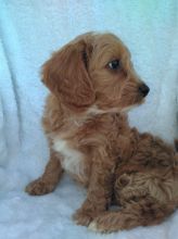 Cavapoo puppies Ready text (267) 820-9095 or amandamoore339@gmail.com Image eClassifieds4u 3