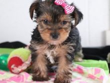 cute Yorkshire Pups ready Text (267) 820-9095 or amandamoore339@gmail.com Image eClassifieds4u 2