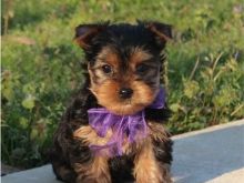 cute Yorkshire Pups ready Text (267) 820-9095 or amandamoore339@gmail.com Image eClassifieds4u 3