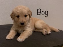 Goldendoodles puppies available for sale, (267) 820-9095 or amandamoore339@gmail.com Image eClassifieds4u 2