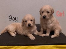 Goldendoodles puppies available for sale, (267) 820-9095 or amandamoore339@gmail.com Image eClassifieds4u 3