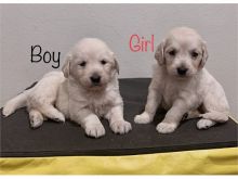Goldendoodles puppies available for sale, (267) 820-9095 or amandamoore339@gmail.com Image eClassifieds4u 4