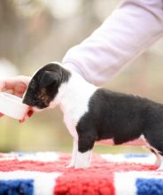 Miniature Bull Terrier Puppies available Contact (267) 820-9095 or amandamoore339@gmail.com Image eClassifieds4u 1