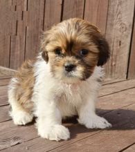 Shih Tzu Puppies , (267) 820-9095 or amandamoore339@gmail.com Image eClassifieds4u 2