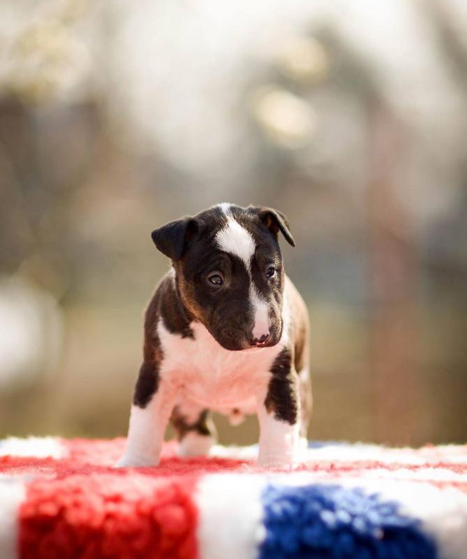 Miniature Bull Terrier Puppies available Contact (267) 820-9095 or amandamoore339@gmail.com Image eClassifieds4u
