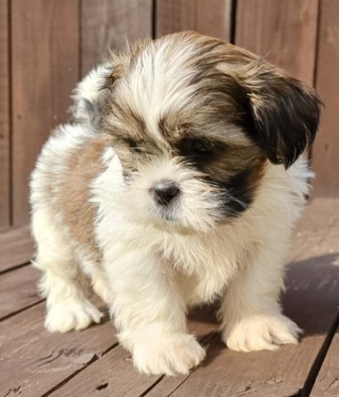Shih Tzu Puppies , (267) 820-9095 or amandamoore339@gmail.com Image eClassifieds4u