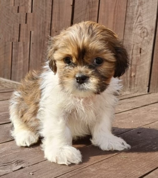 Shih Tzu Puppies , (267) 820-9095 or amandamoore339@gmail.com Image eClassifieds4u