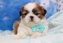 Adorable shih tzu pups for rehoming now!!
