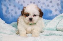 Shih tzu puppies for rehoming near you