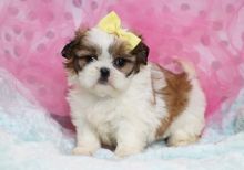 Shih tzu puppies for rehoming now!!