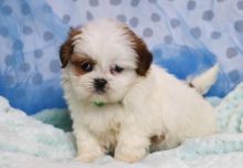Shih Tzu puppies online (bonnierex25@yahoo.com) for sale