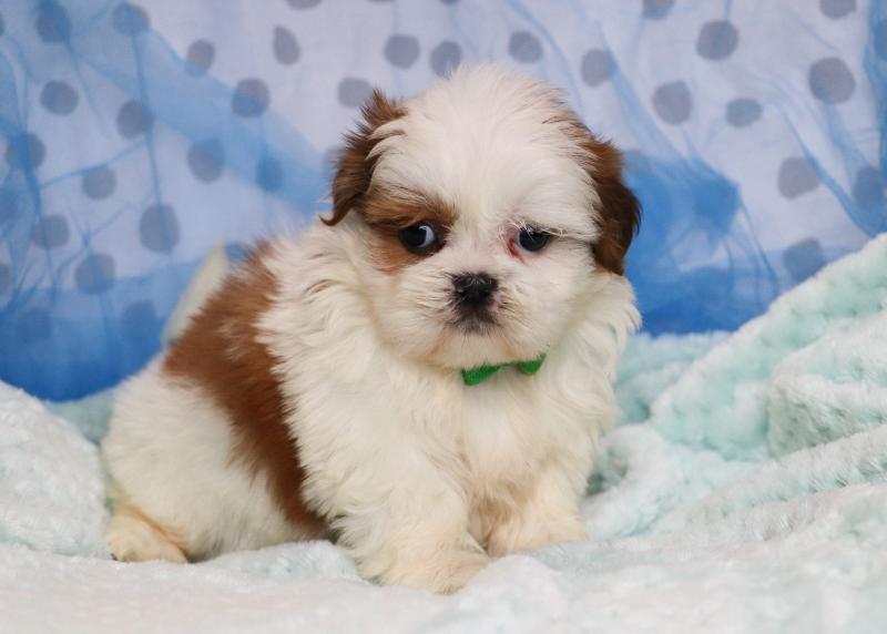 Edmonton Shihtgzu puppies for sale now!! Image eClassifieds4u
