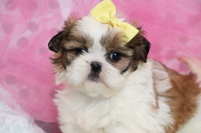 Lovely shihtzu puppies for sale Edmonton Image eClassifieds4u