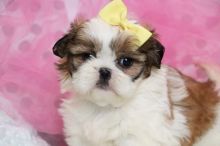 Lovely shihtzu puppies for sale Edmonton Image eClassifieds4U