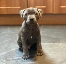 Adorable Pitbull Puppies For Adoption