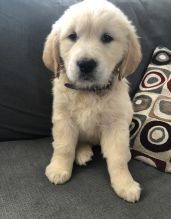 Affectionate Golden Retriever Puppies For Adoption