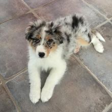 Australian Shepherd Puppies For Adoption