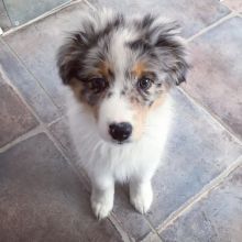 Australian Shepherd Puppies For Adoption