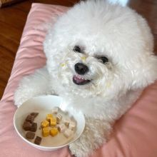 Bichon Frise Puppies For Adoption