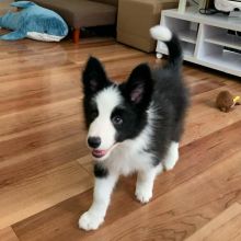 Border Collie Poppies For Adoption