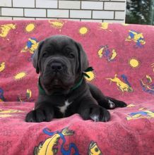 Cane Corso Puppies For Adoption