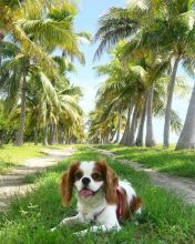 Cavalier King Charles Spaniel Puppies For Adoption