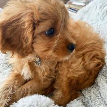 Cavapoo Puppies For Adoption