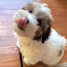 Cute Havanese Puppies For Adoption