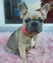 Gorgeous Full Pedigree French Bulldog Pups for Adoption