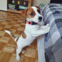 Jack Russell Puppies For Adoption