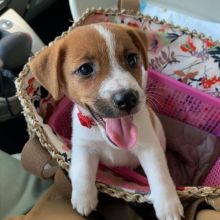 Jack Russell Puppies For Adoption