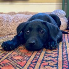 Labrador Retriever Puppies For Adoption