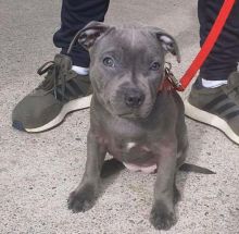 Pitbull Puppies For Adoption