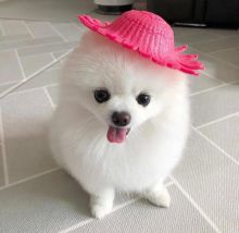 Pomeranian Puppies For Adoption