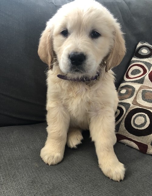 Affectionate Golden Retriever Puppies For Adoption Image eClassifieds4u