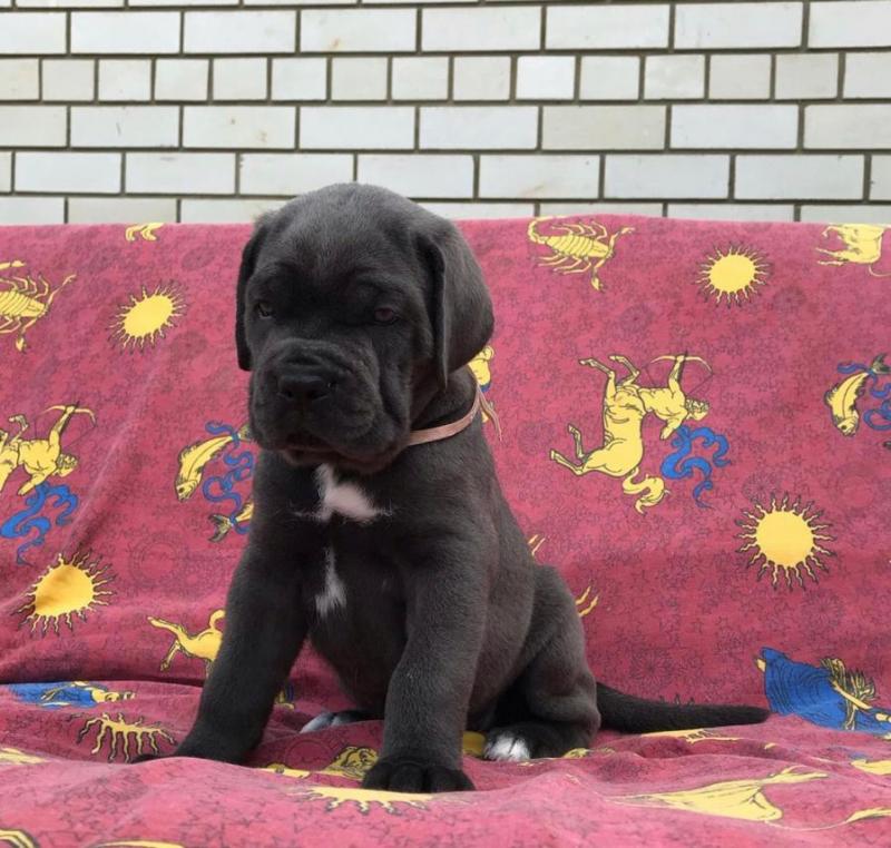 Cane Corso Puppies For Adoption Image eClassifieds4u