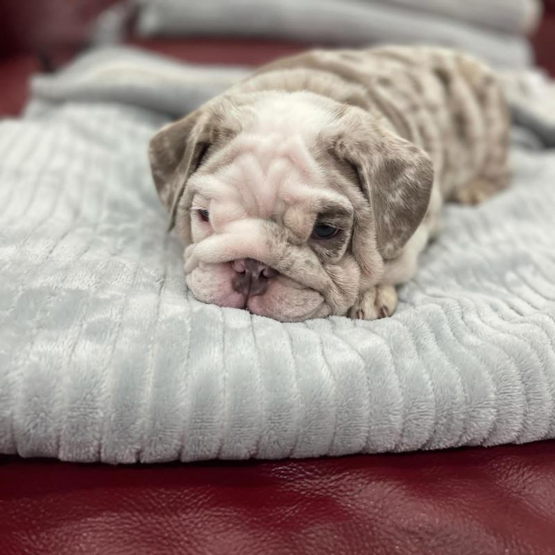 English Bulldog Puppies For Adoption Image eClassifieds4u