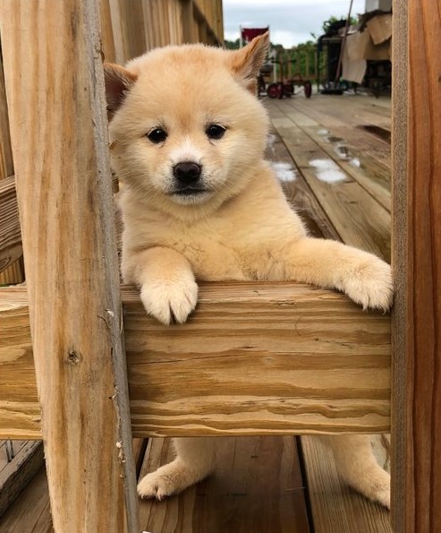 Gorgeous Shiba Inu Puppies For Adoption Image eClassifieds4u