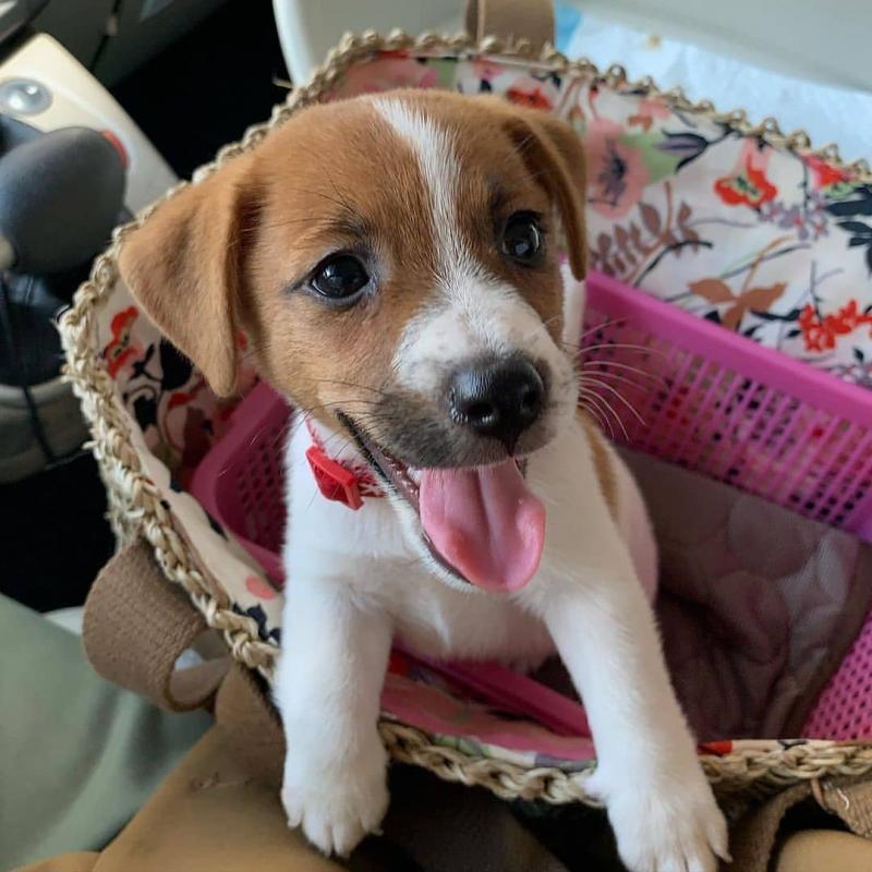 Jack Russell Puppies For Adoption Image eClassifieds4u