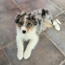 Australian Shepherd Puppies For Adoption Image eClassifieds4U