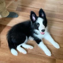 Border Collie Poppies For Adoption Image eClassifieds4U