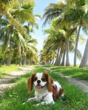 Cavalier King Charles Spaniel Puppies For Adoption Image eClassifieds4U