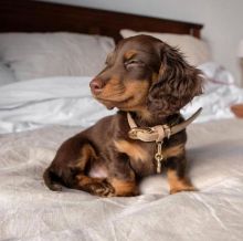 Dachshund Puppies For Adoption Image eClassifieds4u 1