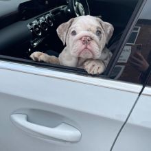 English Bulldog Puppies For Adoption Image eClassifieds4u 2