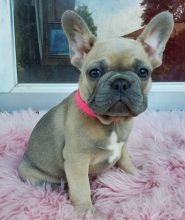 Gorgeous Full Pedigree French Bulldog Pups for Adoption Image eClassifieds4U