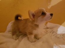 Healthy Pembroke welsh Corgi Puppies Available Now Image eClassifieds4U